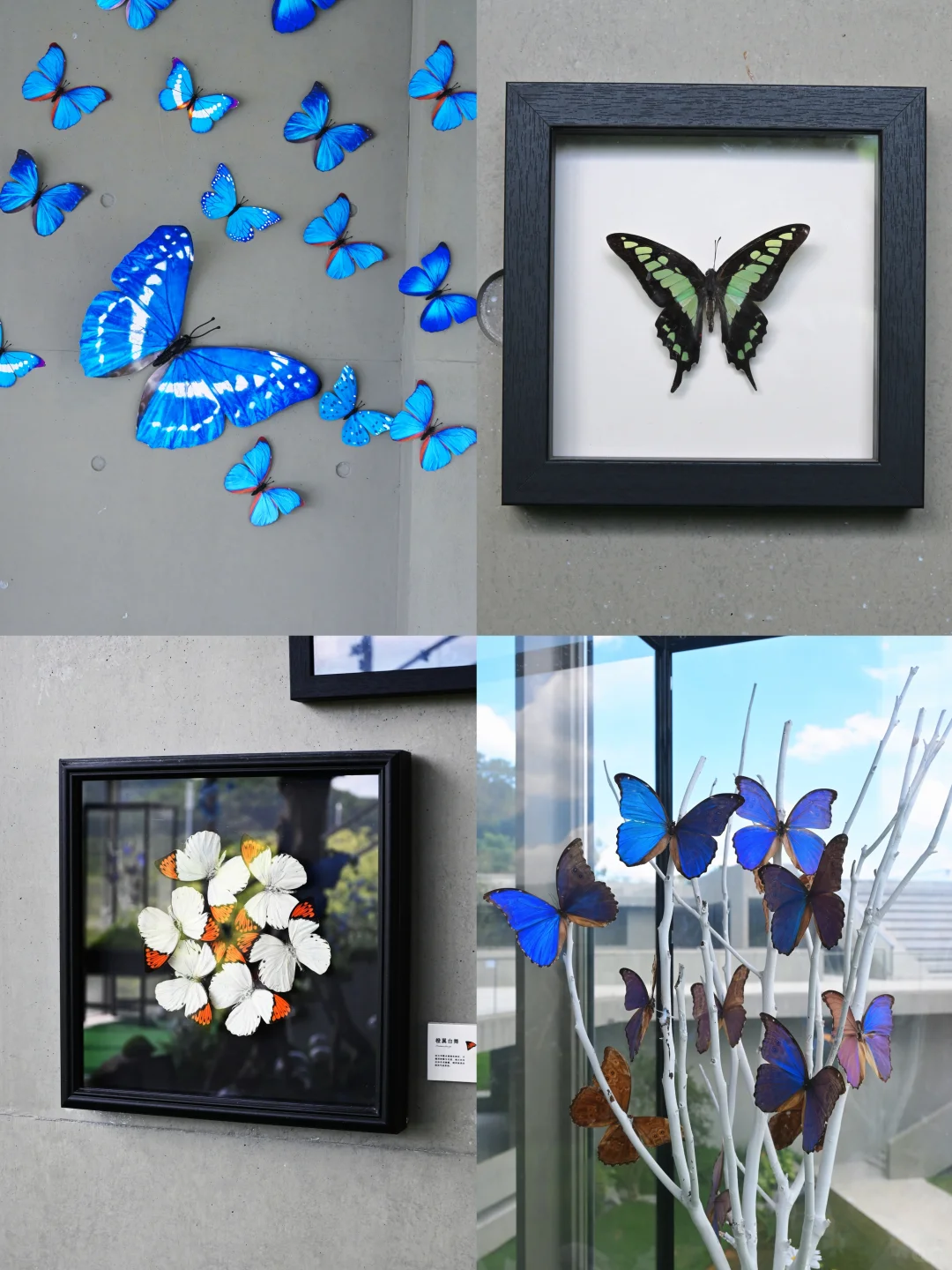 深圳免费新展|拍照绝美的蝴蝶?艺术展!