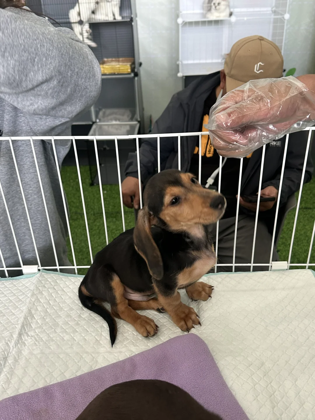 拉萨宠物展｜发现多多的好多小伙伴