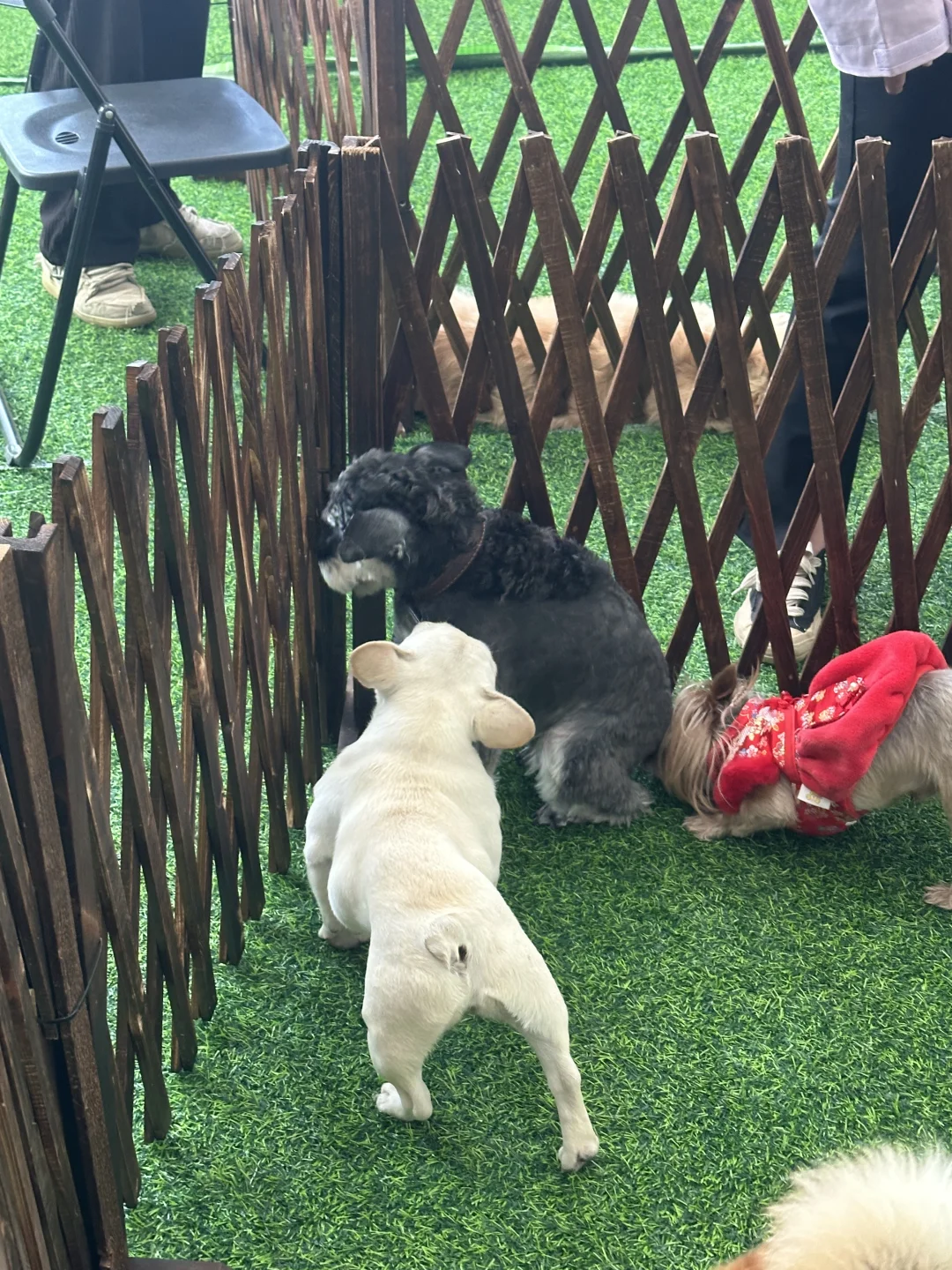 拉萨宠物展｜发现多多的好多小伙伴