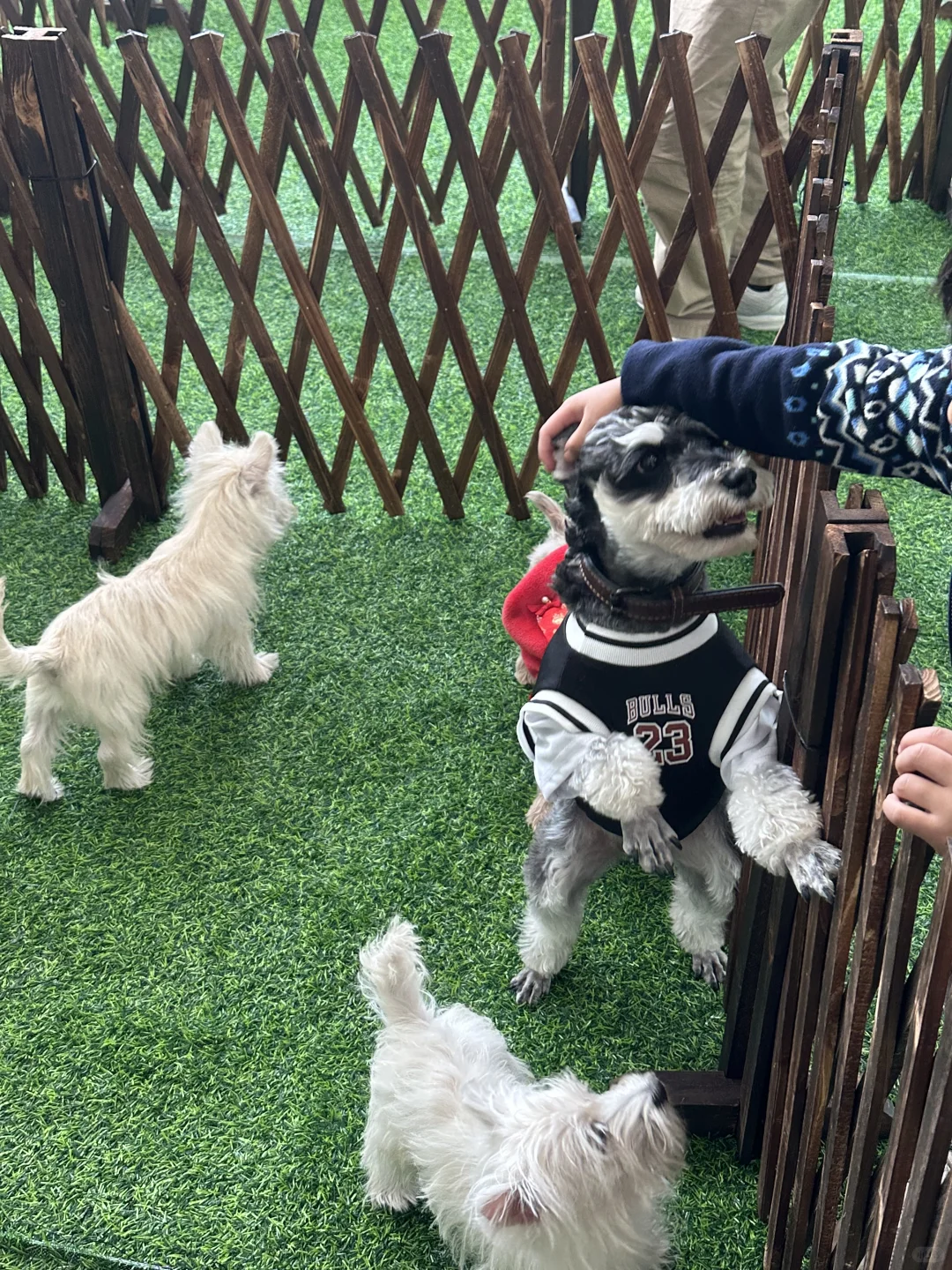 拉萨宠物展｜发现多多的好多小伙伴