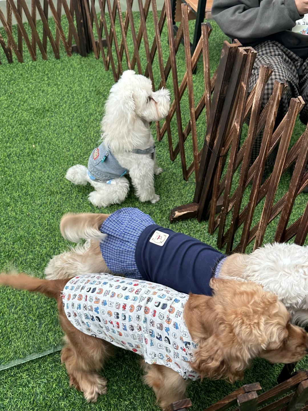 拉萨宠物展｜发现多多的好多小伙伴