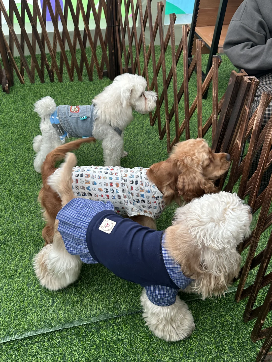 拉萨宠物展｜发现多多的好多小伙伴