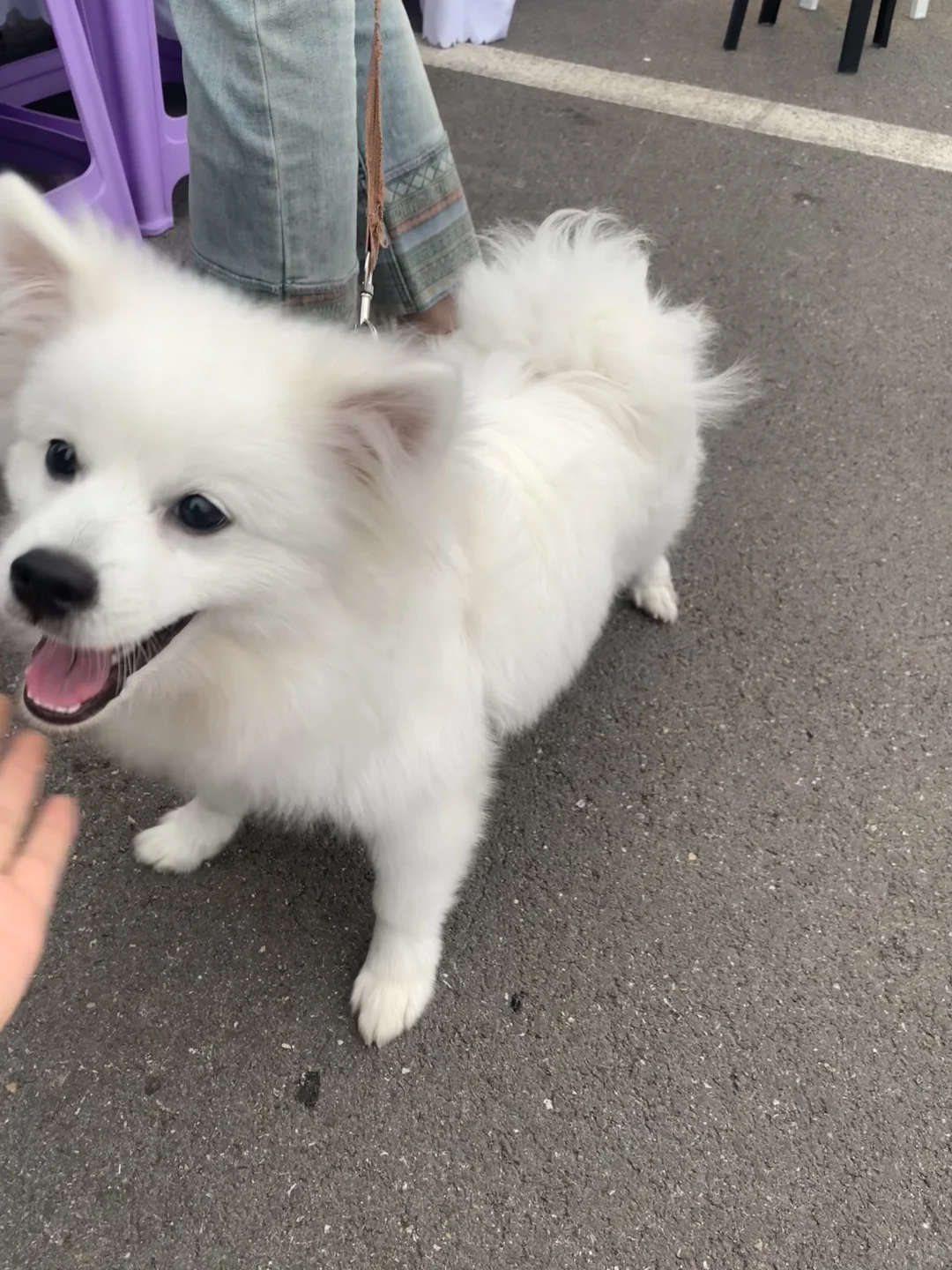 国庆节打卡淄博2025面包节&青年艺术市集?