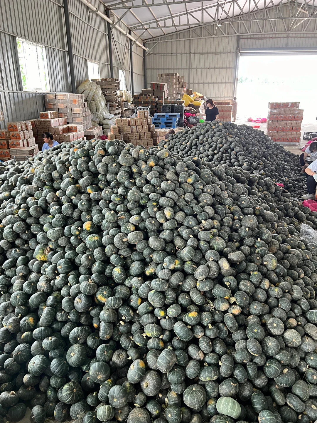 天呐！不好了！贝贝南瓜上展销会了！