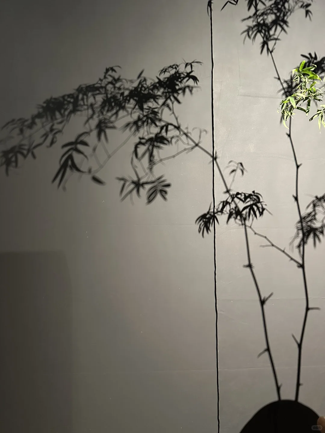 摩登上海设计展·不可居无竹