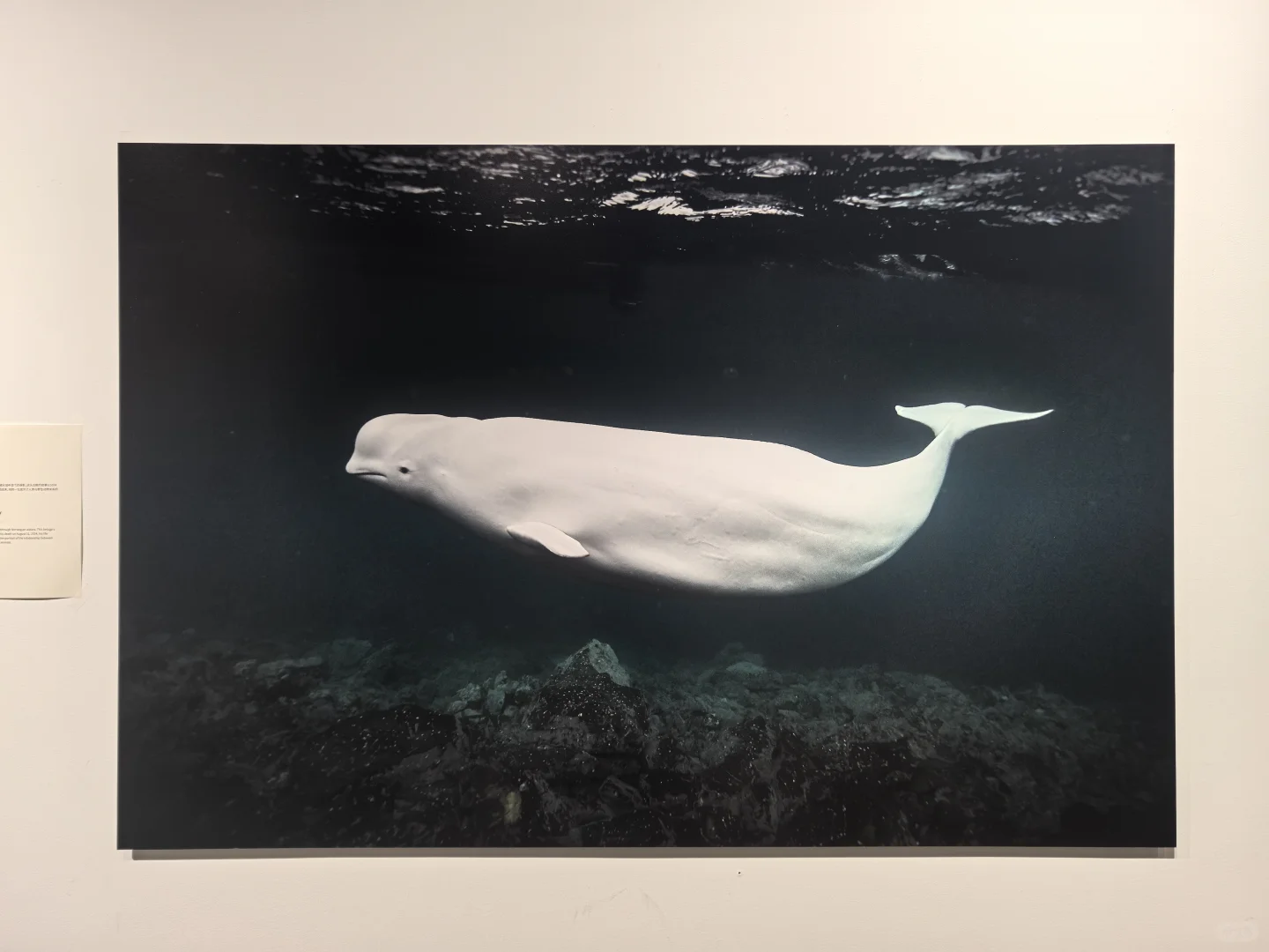 华侨城，逛鲸鱼展&平面设计展