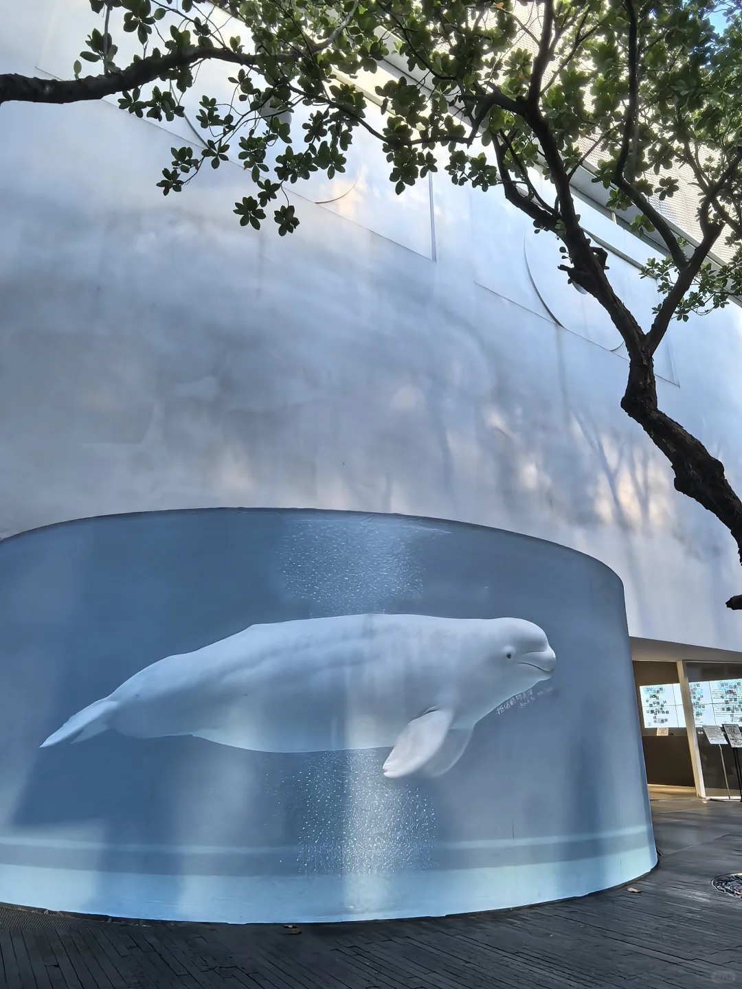 华侨城，逛鲸鱼展&平面设计展