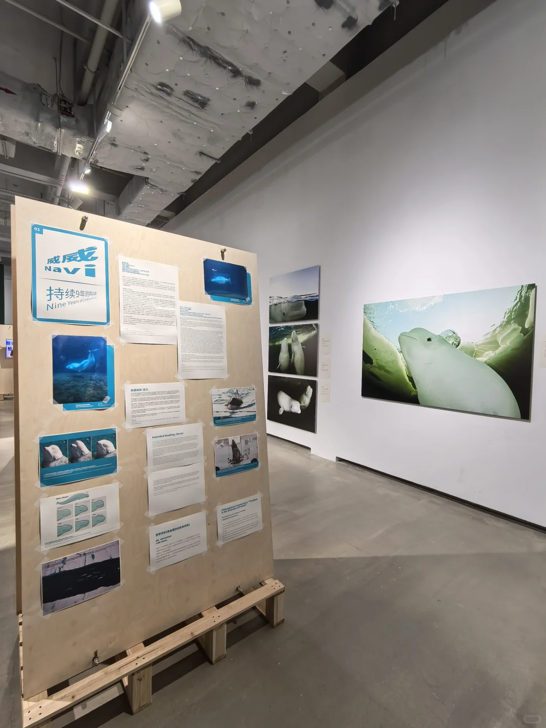 华侨城，逛鲸鱼展&平面设计展