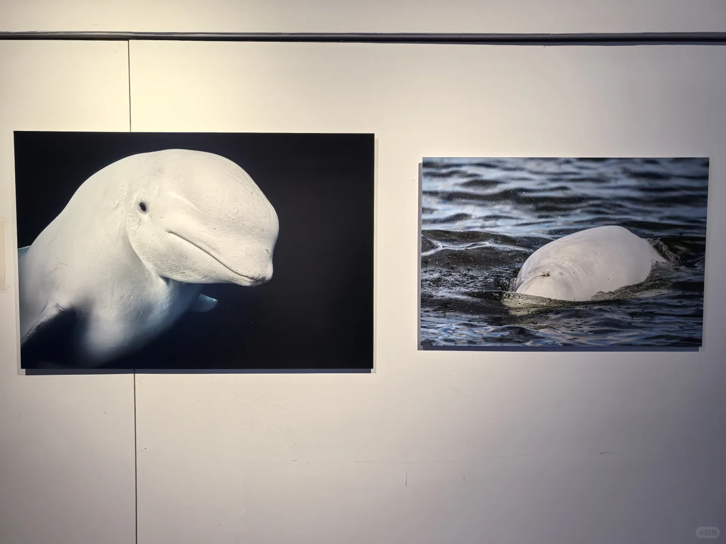 华侨城，逛鲸鱼展&平面设计展