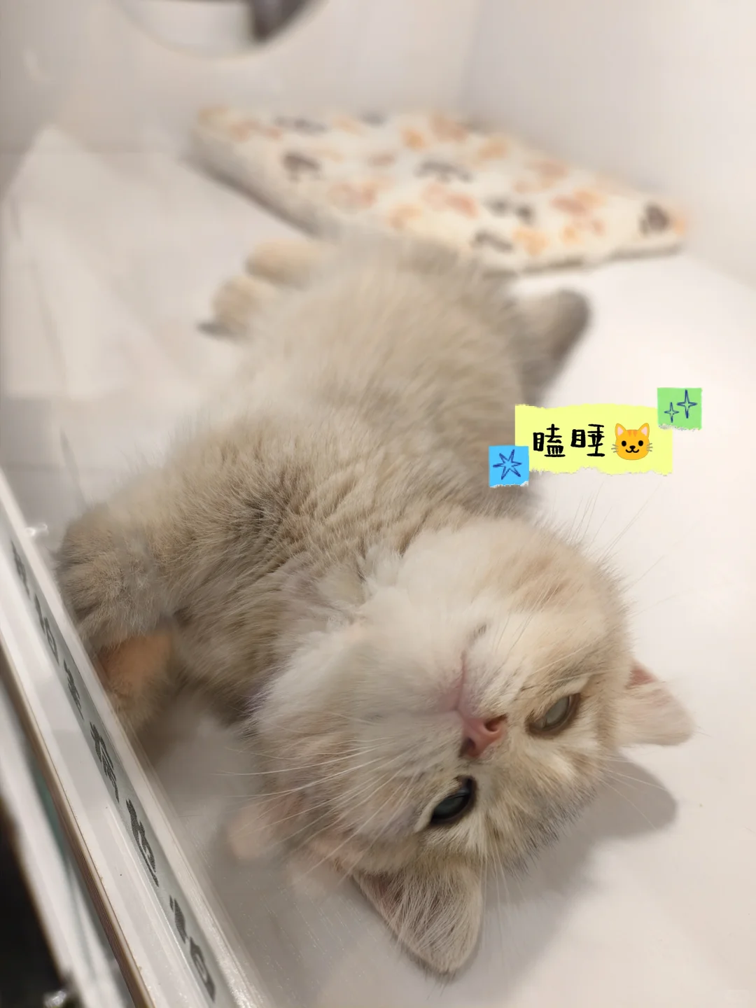 绿植人狂喜?星寰广场植宠爬友嘉年华