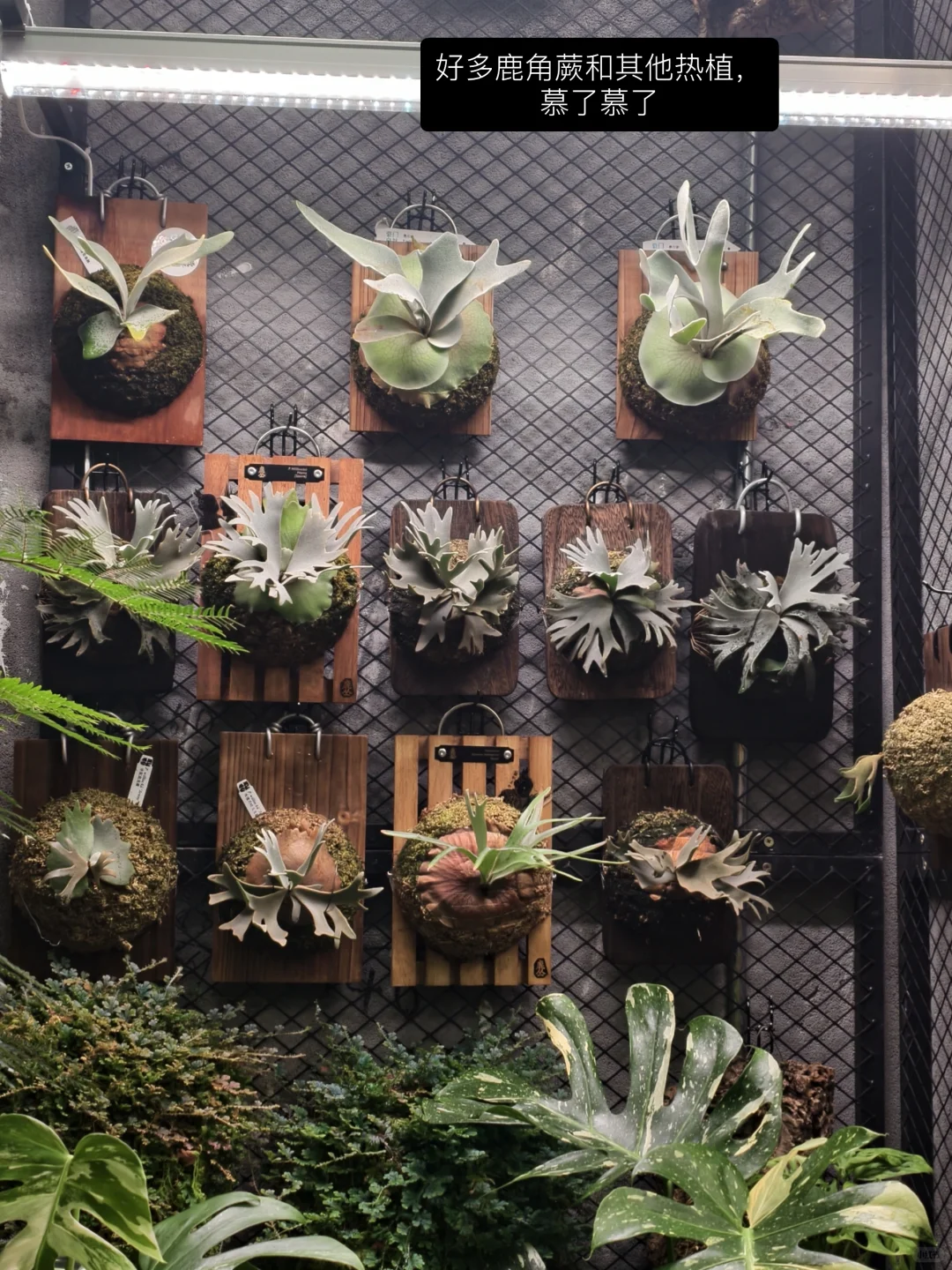 绿植人狂喜?星寰广场植宠爬友嘉年华