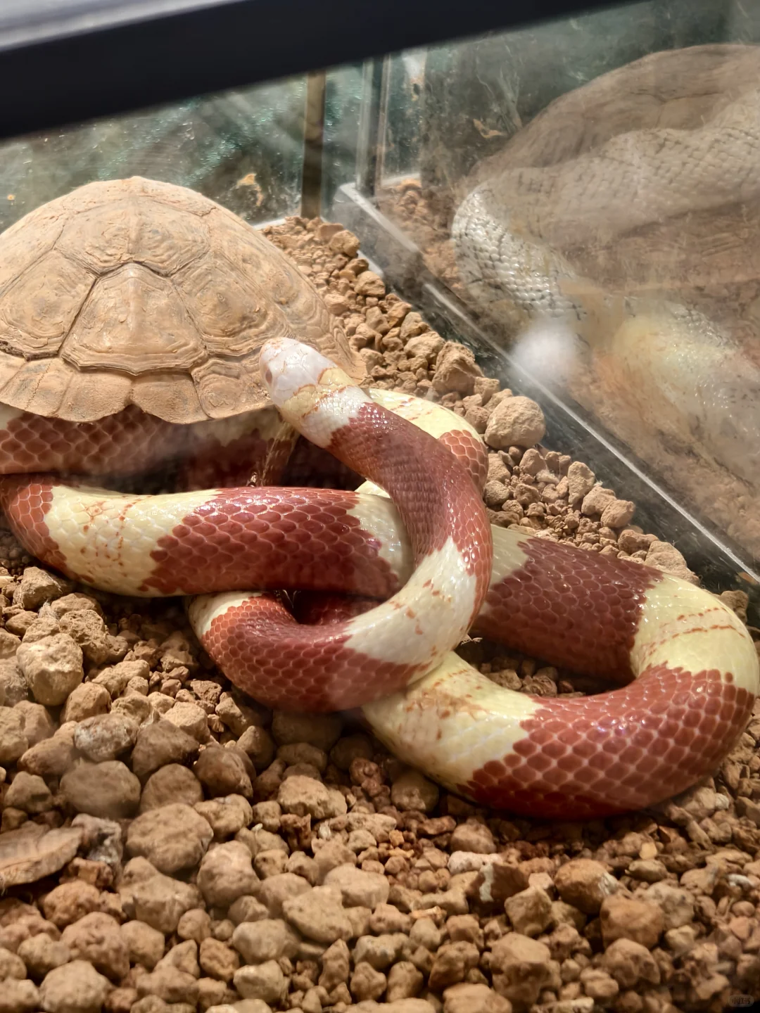 绿植人狂喜?星寰广场植宠爬友嘉年华