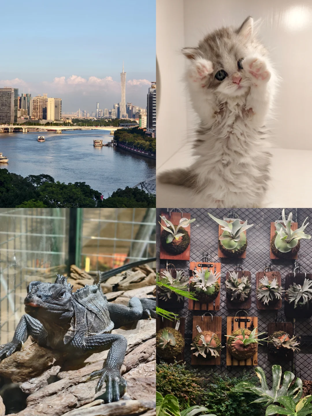 绿植人狂喜?星寰广场植宠爬友嘉年华