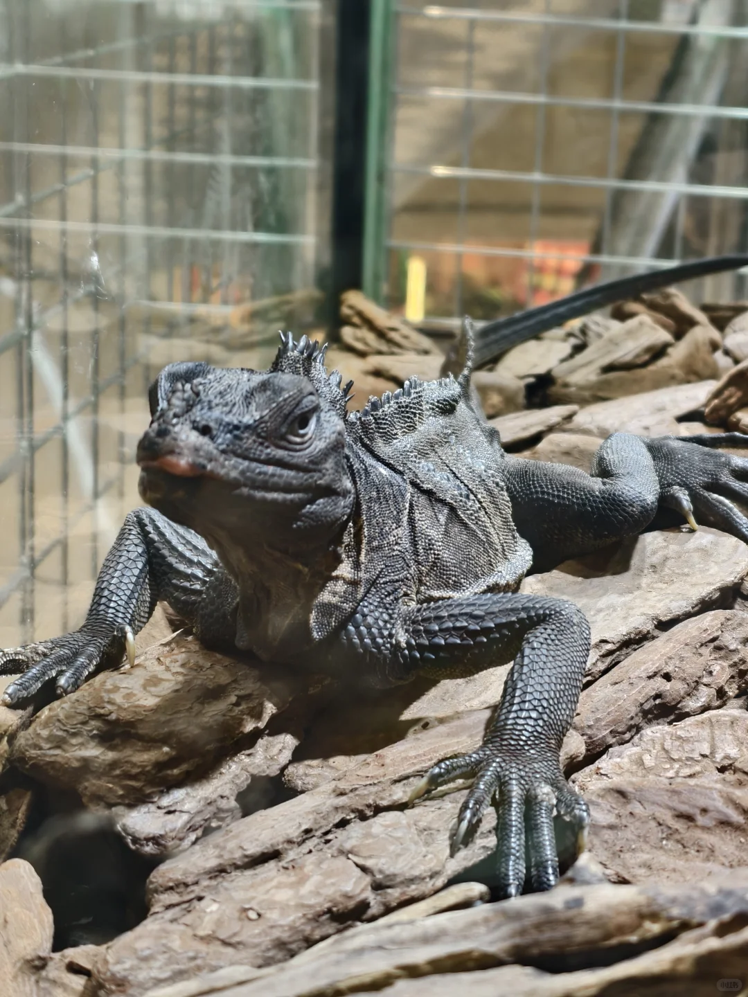 绿植人狂喜?星寰广场植宠爬友嘉年华