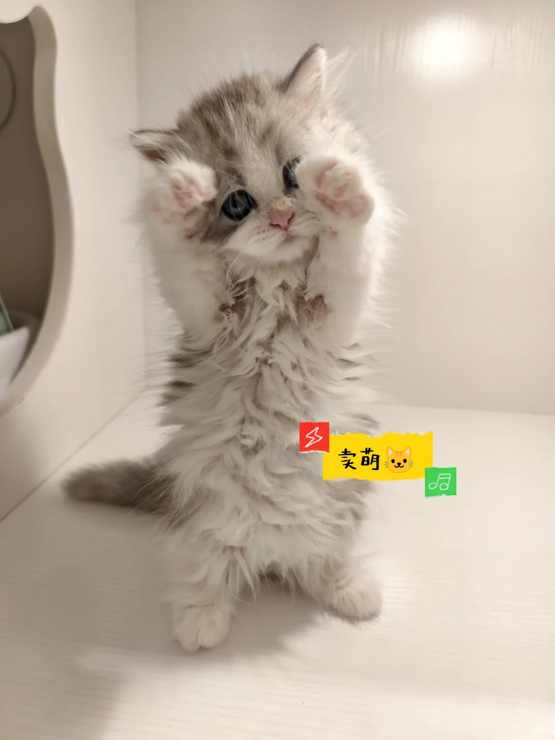 绿植人狂喜?星寰广场植宠爬友嘉年华