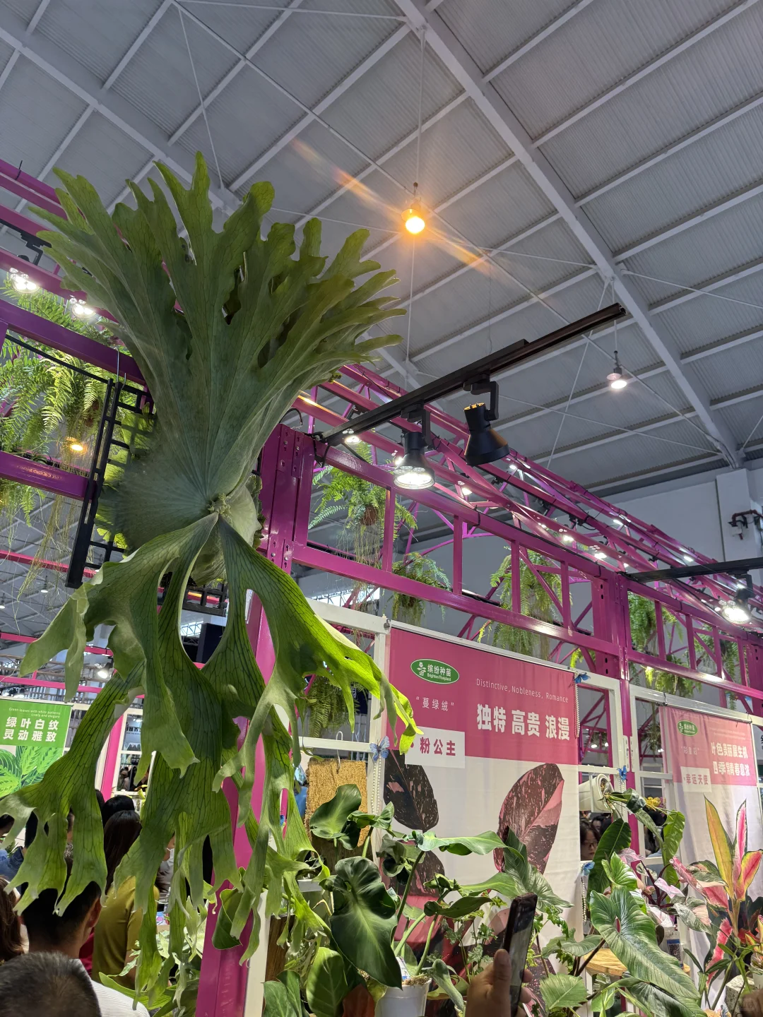 最后一天亚洲热植展+ 创意云南文化展别错过