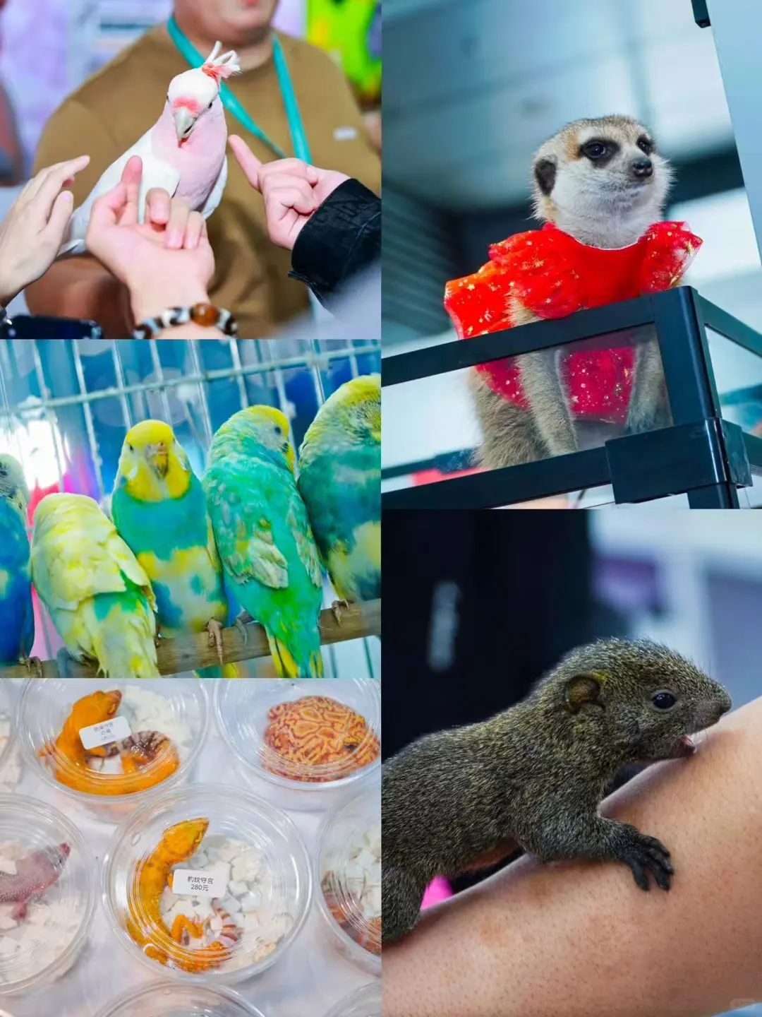 铲屎官集合！下半年华南最炸宠物展来了?