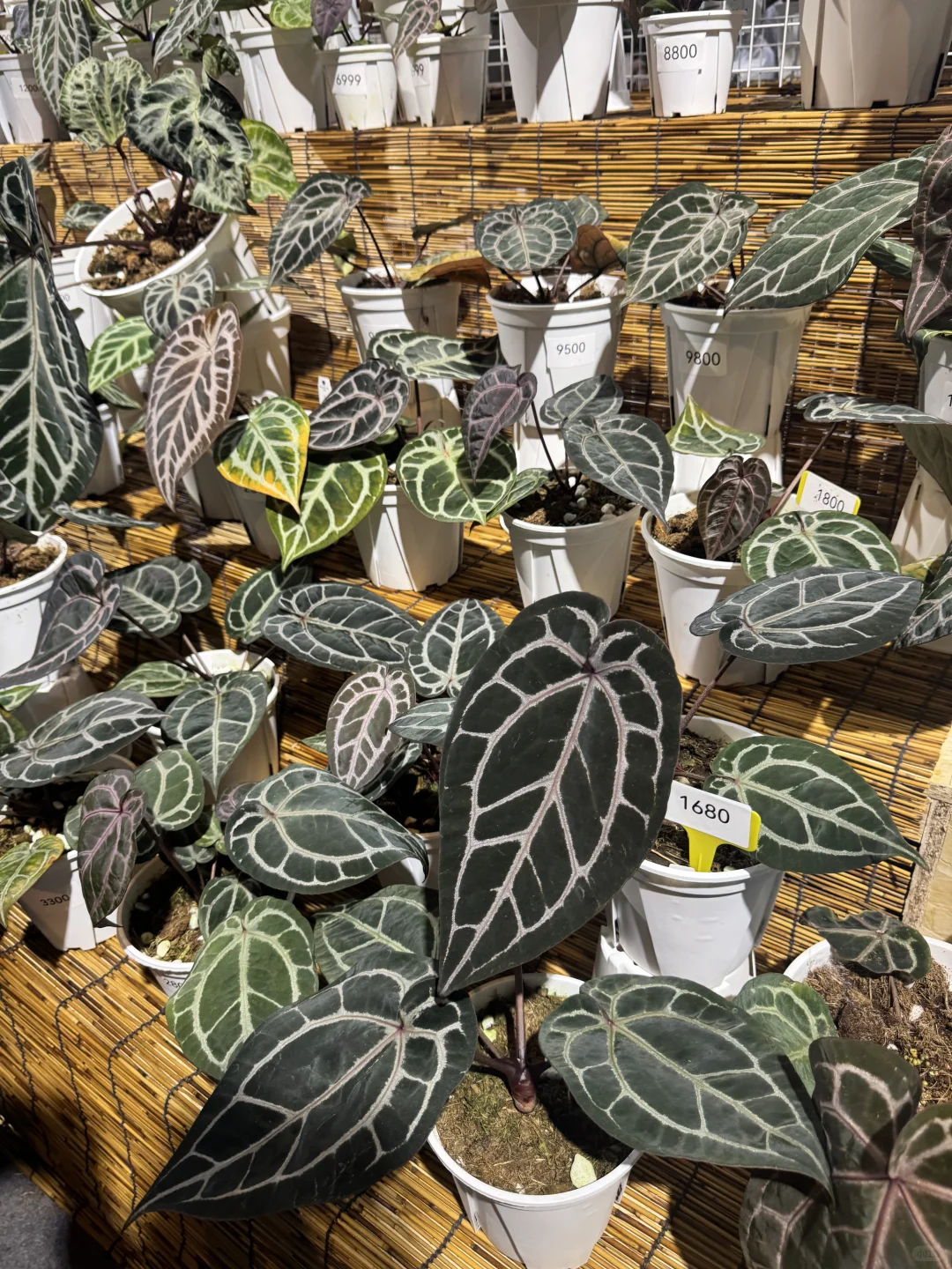 最后一天亚洲热植展+ 创意云南文化展别错过