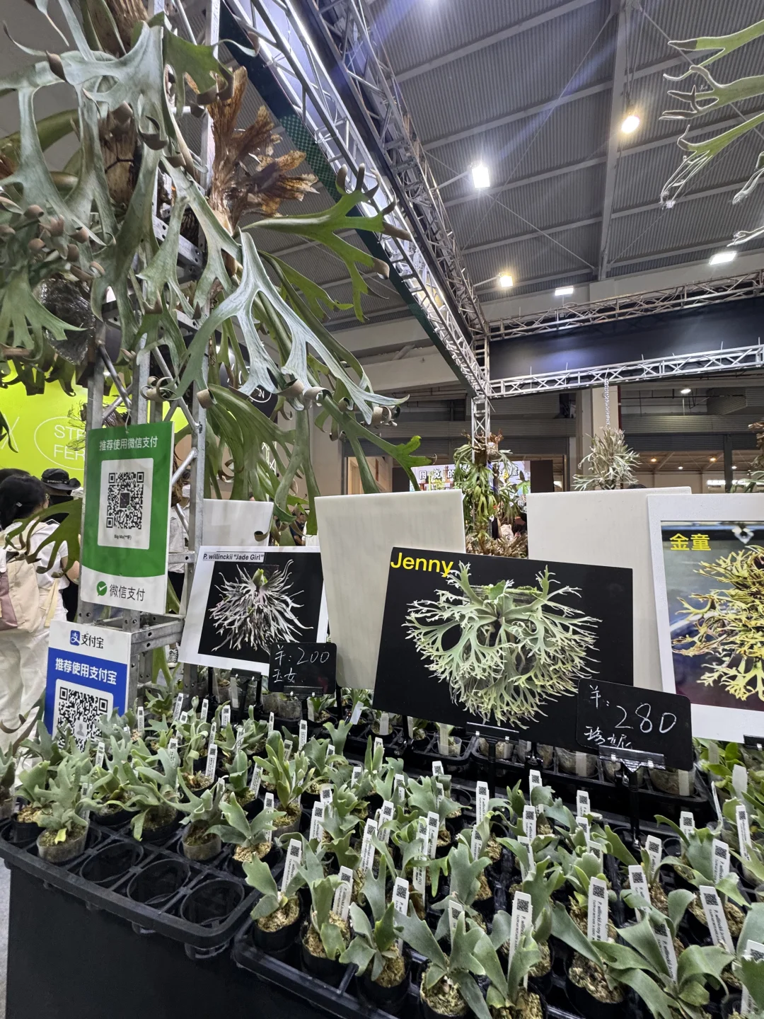 最后一天亚洲热植展+ 创意云南文化展别错过