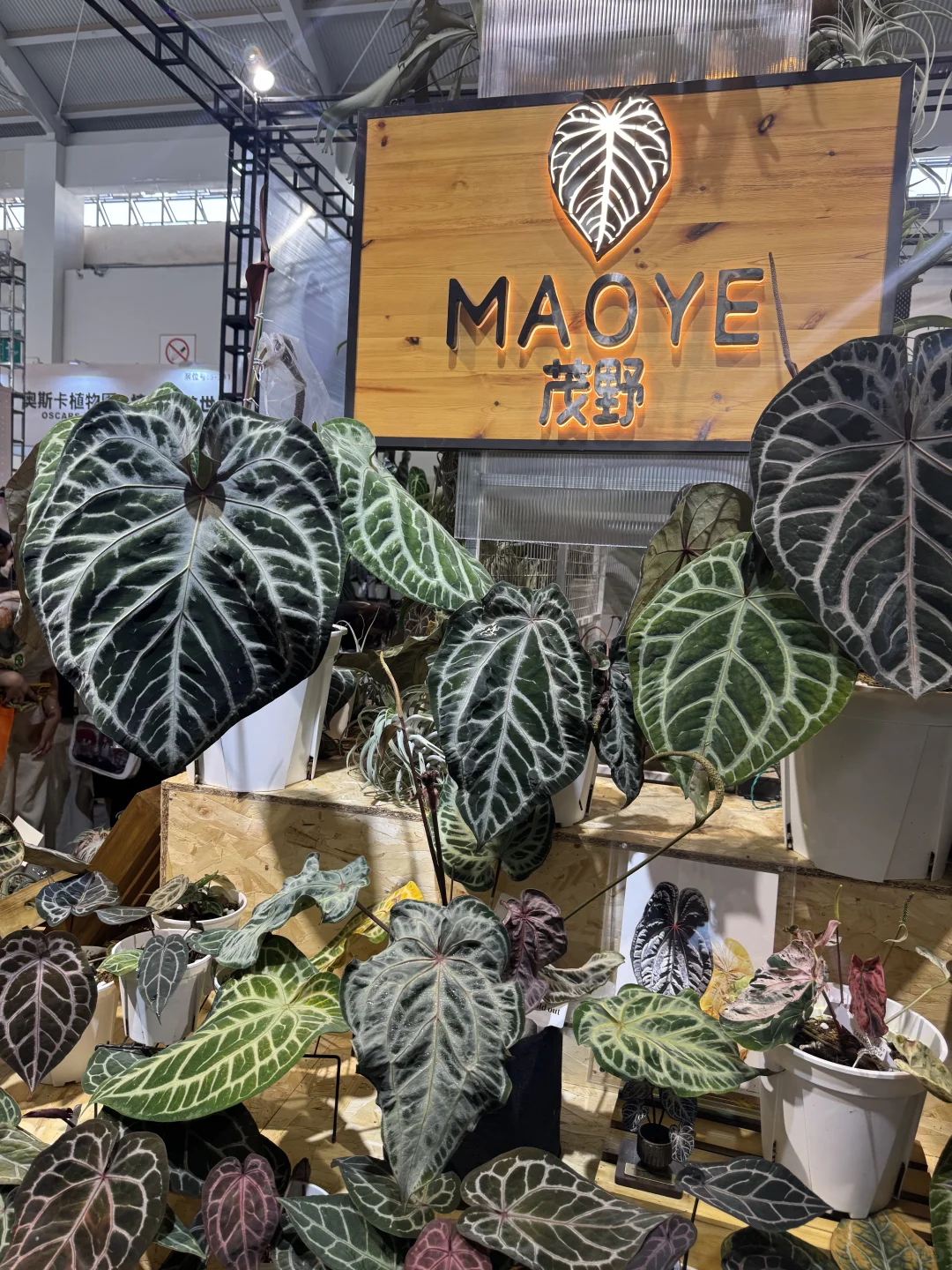 最后一天亚洲热植展+ 创意云南文化展别错过