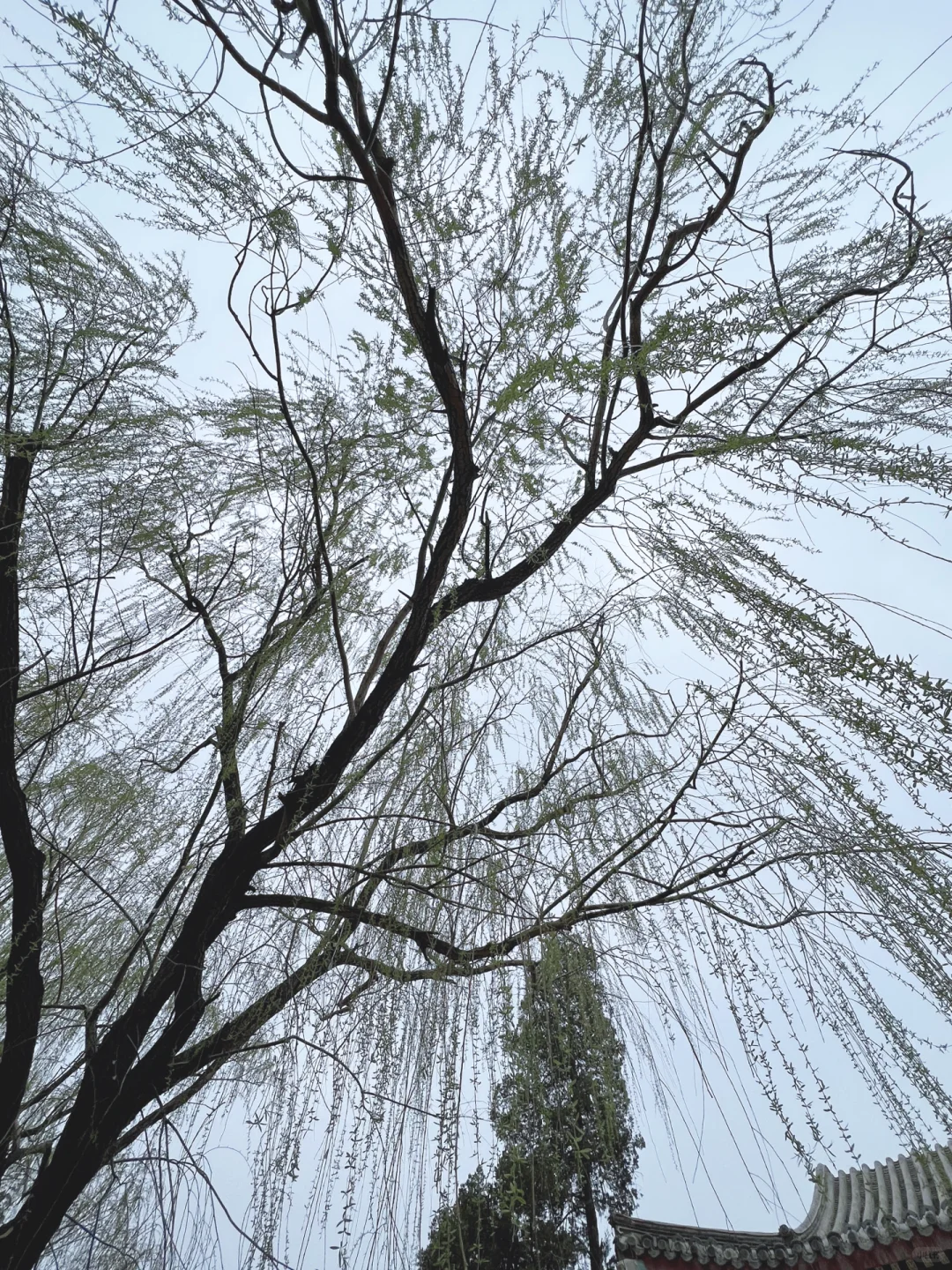 水上公园春日游，内有热闹的土特产市集