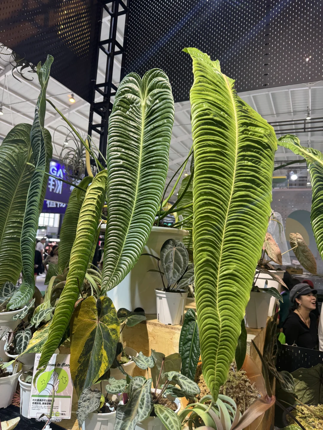 最后一天亚洲热植展+ 创意云南文化展别错过