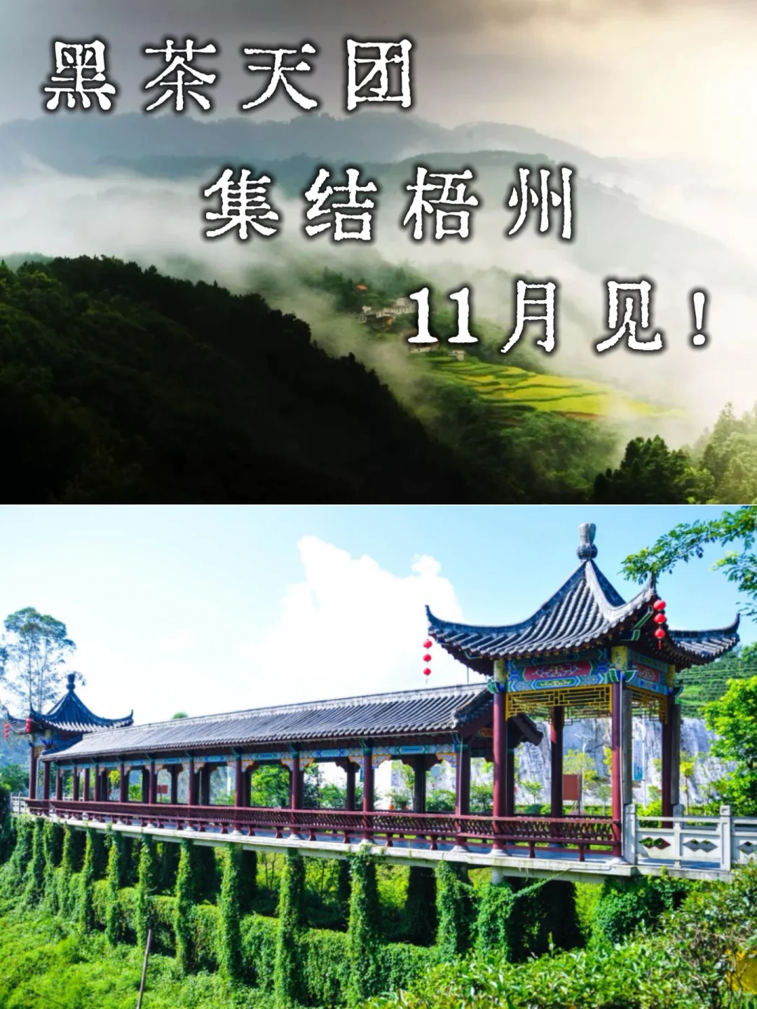 定了！中国黑茶大会将在梧州举办！