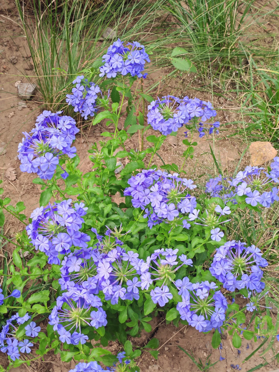 即便没有花植设计展，这个公园的花海也很美