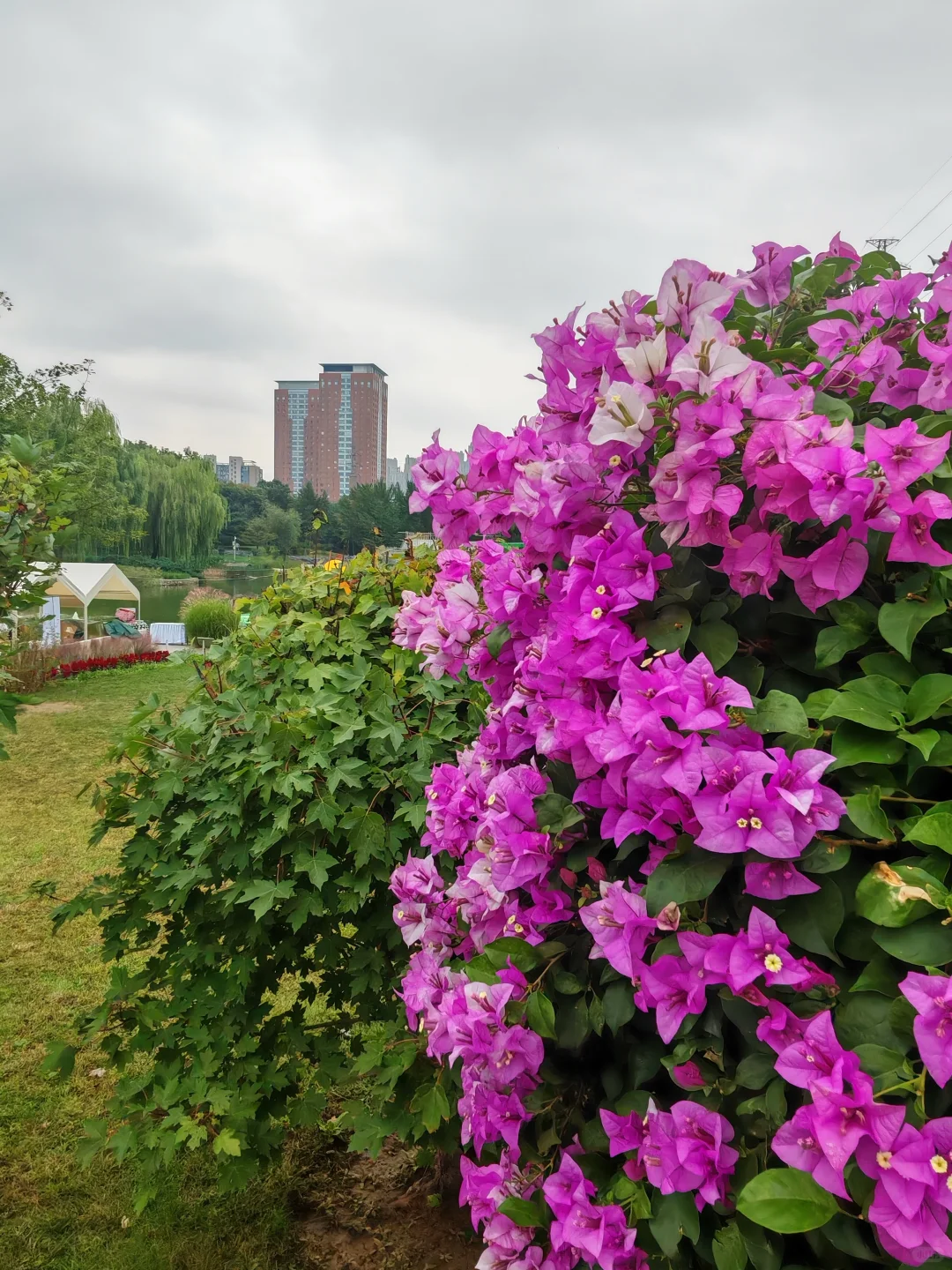 即便没有花植设计展，这个公园的花海也很美