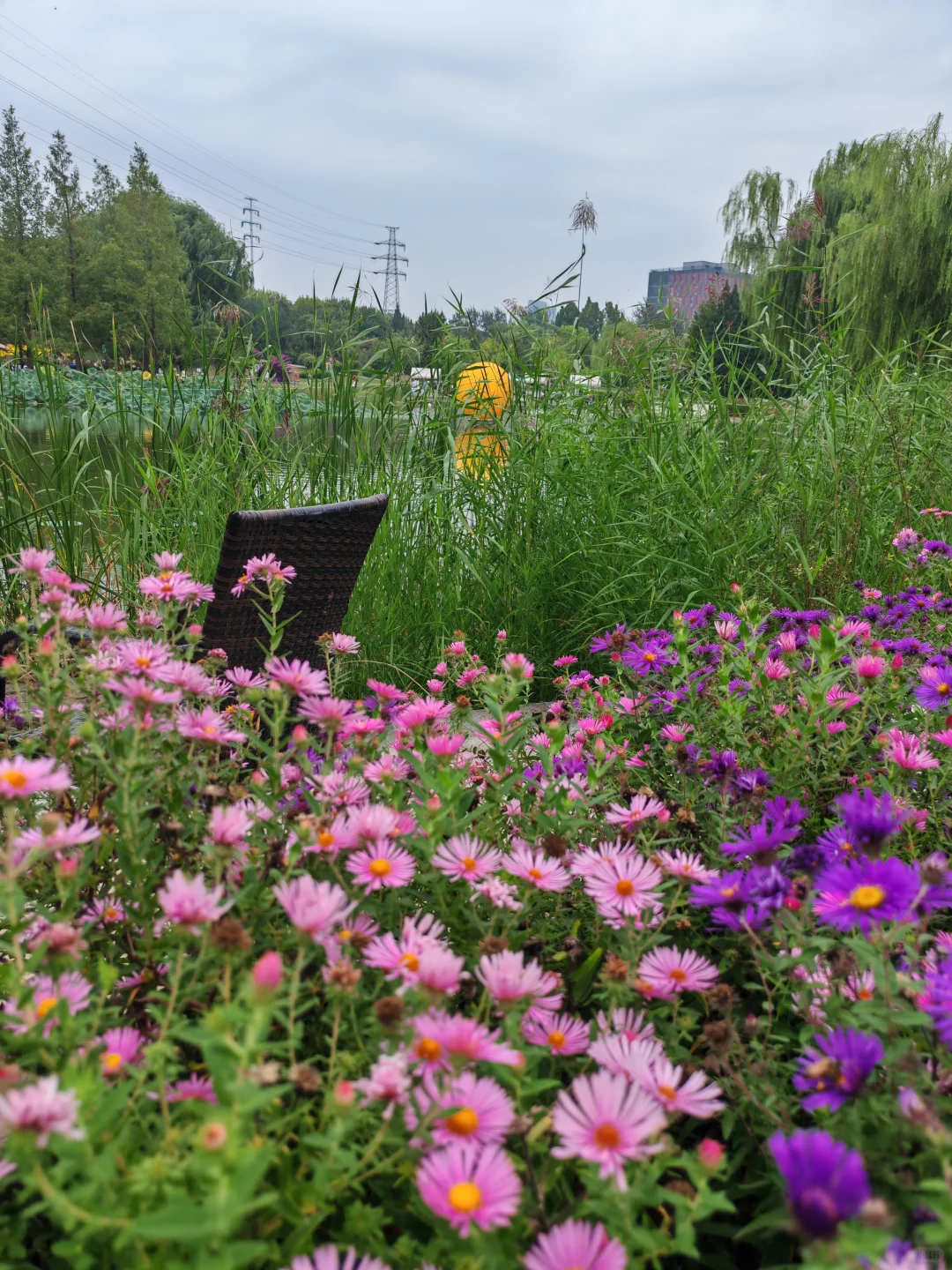 即便没有花植设计展，这个公园的花海也很美