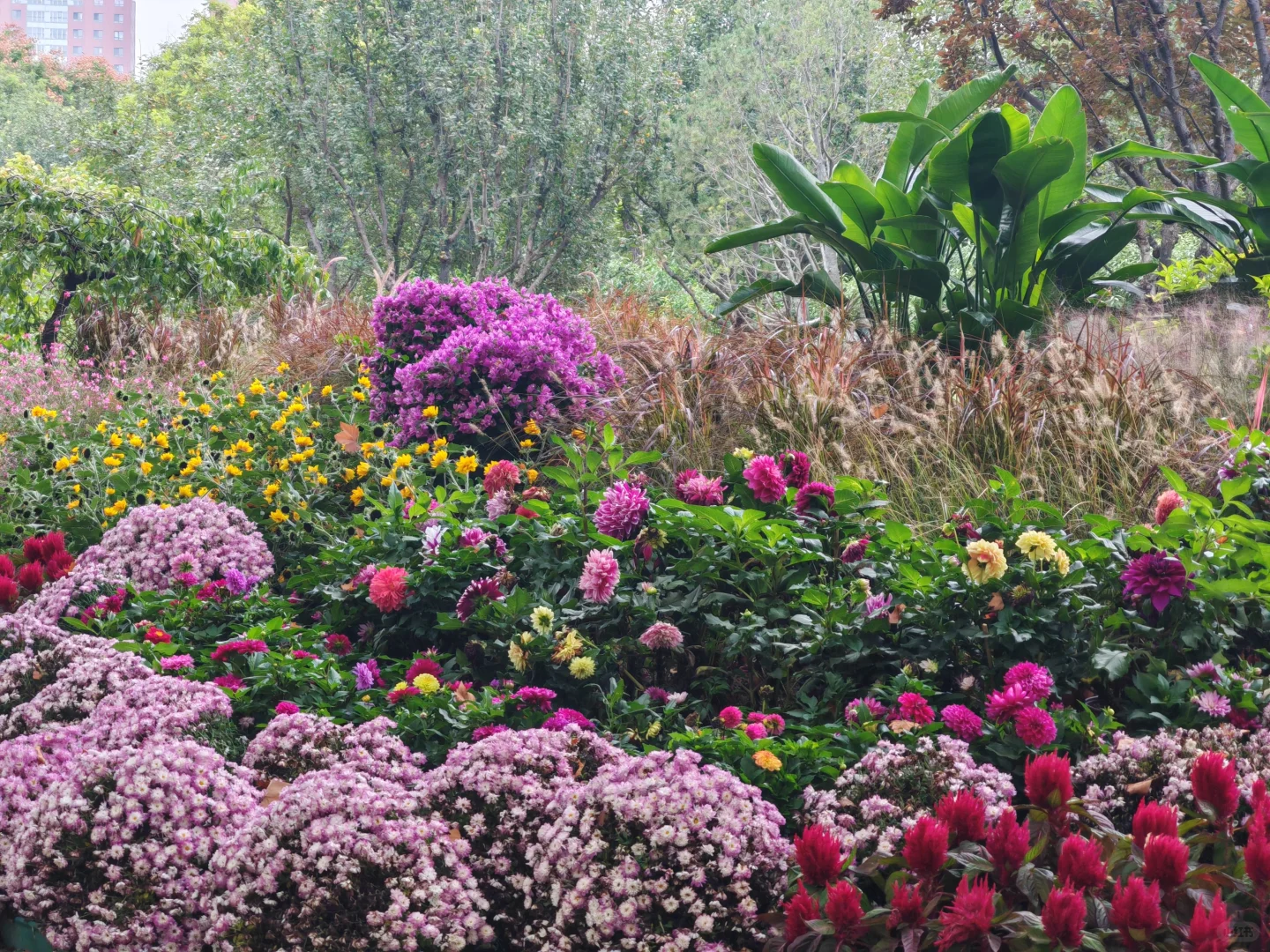 即便没有花植设计展，这个公园的花海也很美