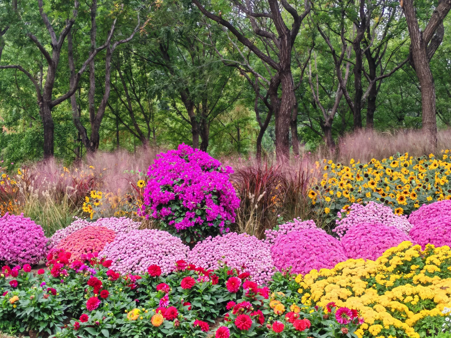 即便没有花植设计展，这个公园的花海也很美