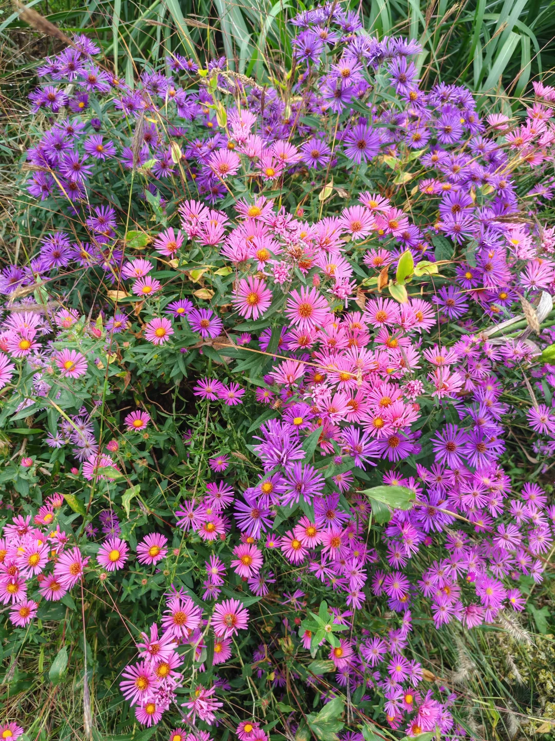 即便没有花植设计展，这个公园的花海也很美