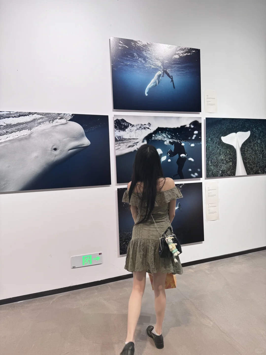 深圳南山公益展｜鲸鱼展会? ꙳⋆?.✰·.