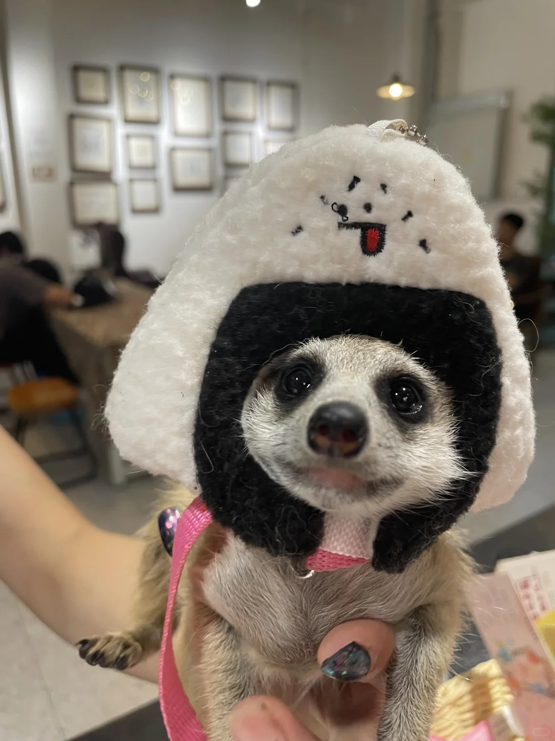 深圳礼品家居展送票啦｜卡皮巴拉见面会！！！