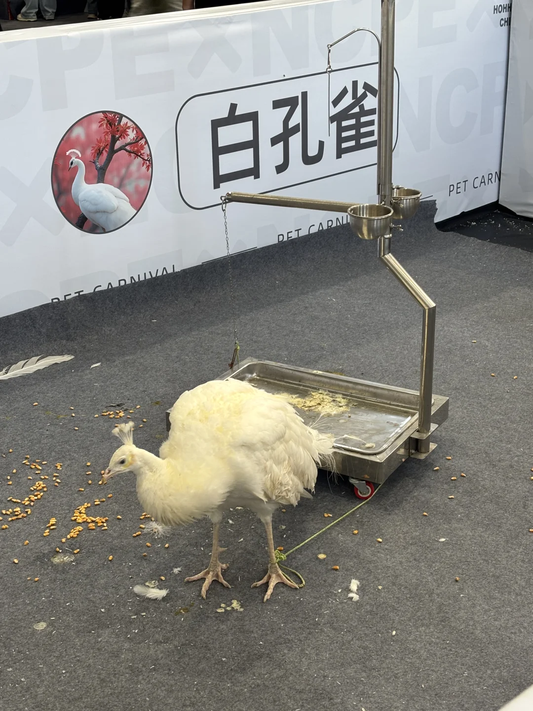 呼和浩特宠物展