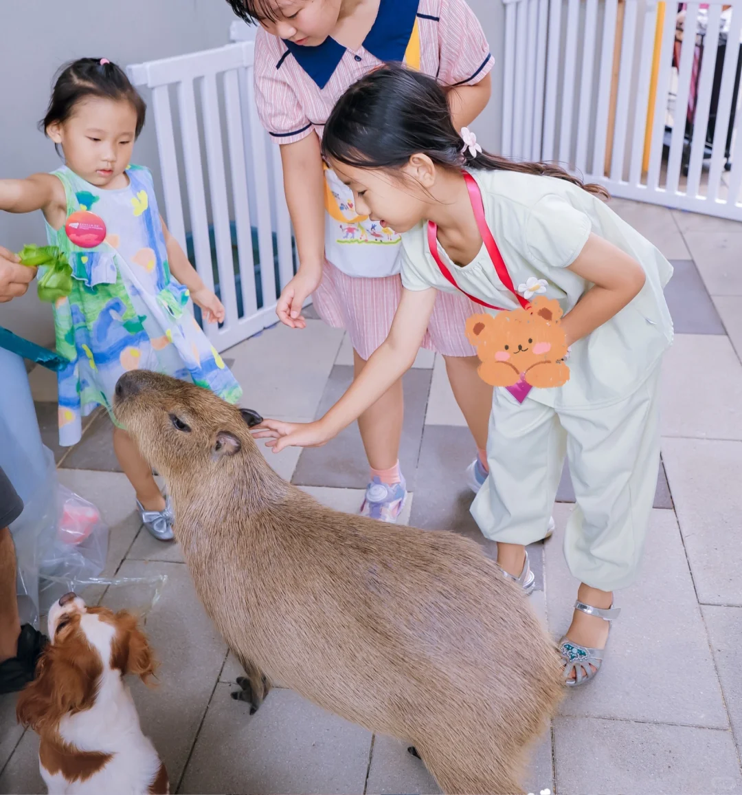 深圳礼品家居展送票啦｜卡皮巴拉见面会！！！