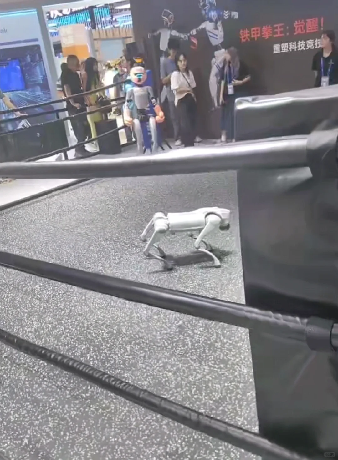 第四届全国数贸博览会！