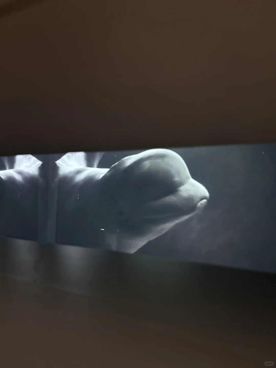 深圳南山公益展｜鲸鱼展会? ꙳⋆?.✰·.