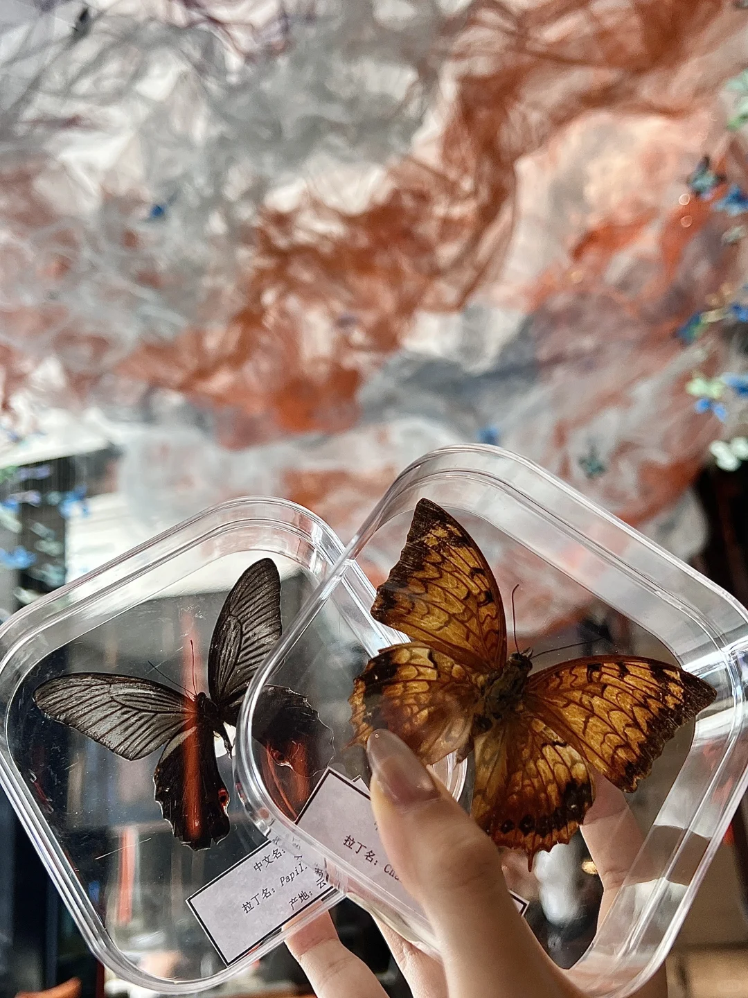 ?邯郸谁还没看这个的蝴蝶展啊！国庆冲??～