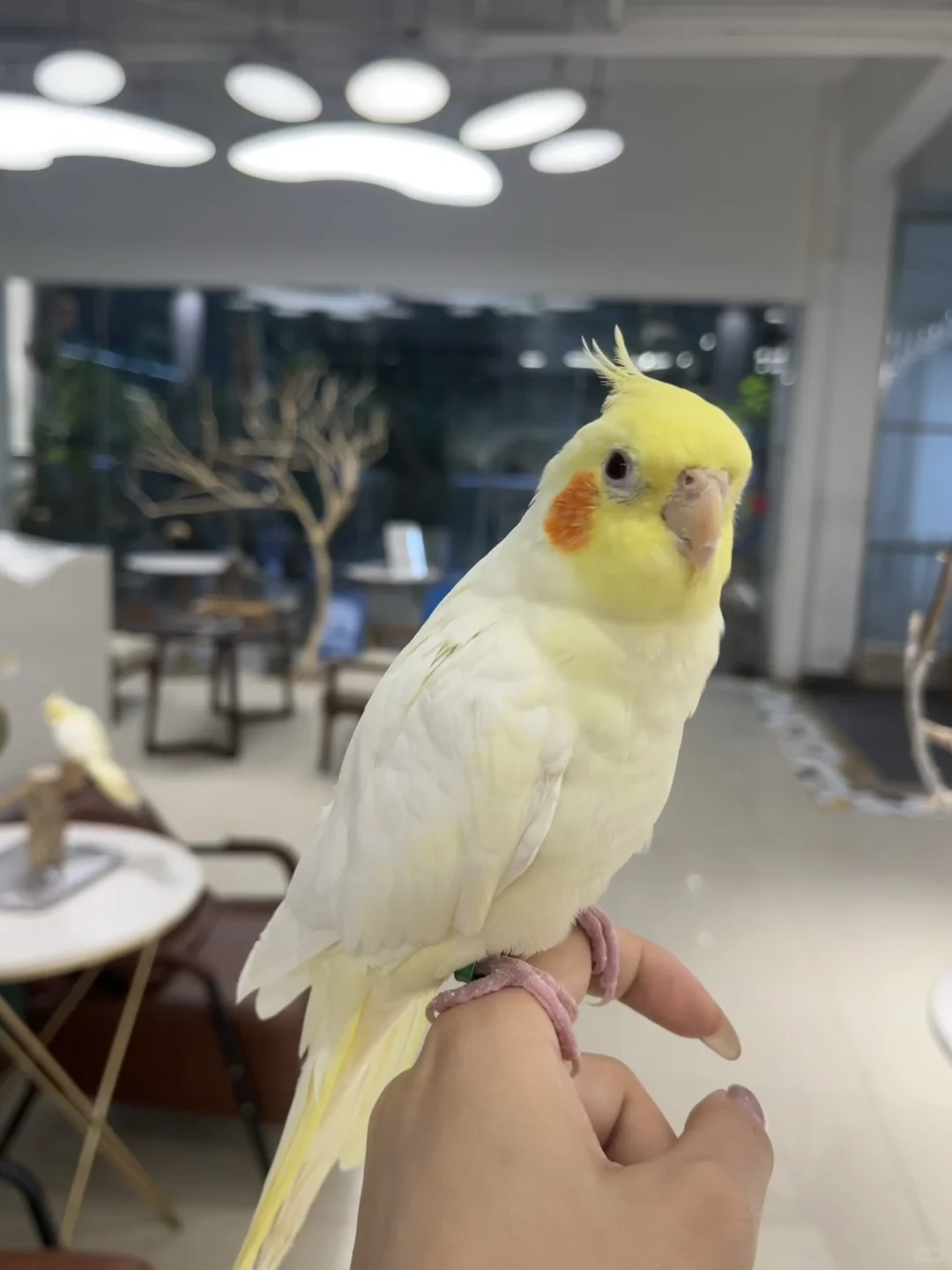 深圳礼品家居展送票啦｜卡皮巴拉见面会！！！