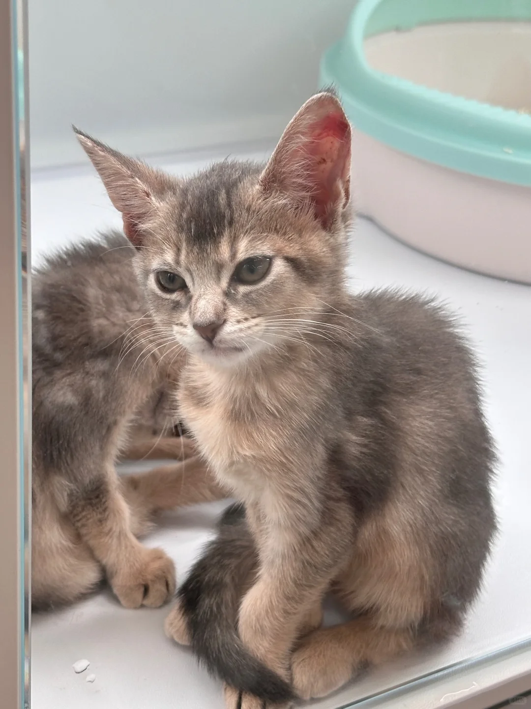 亚宠展现场播报，记得带行李箱