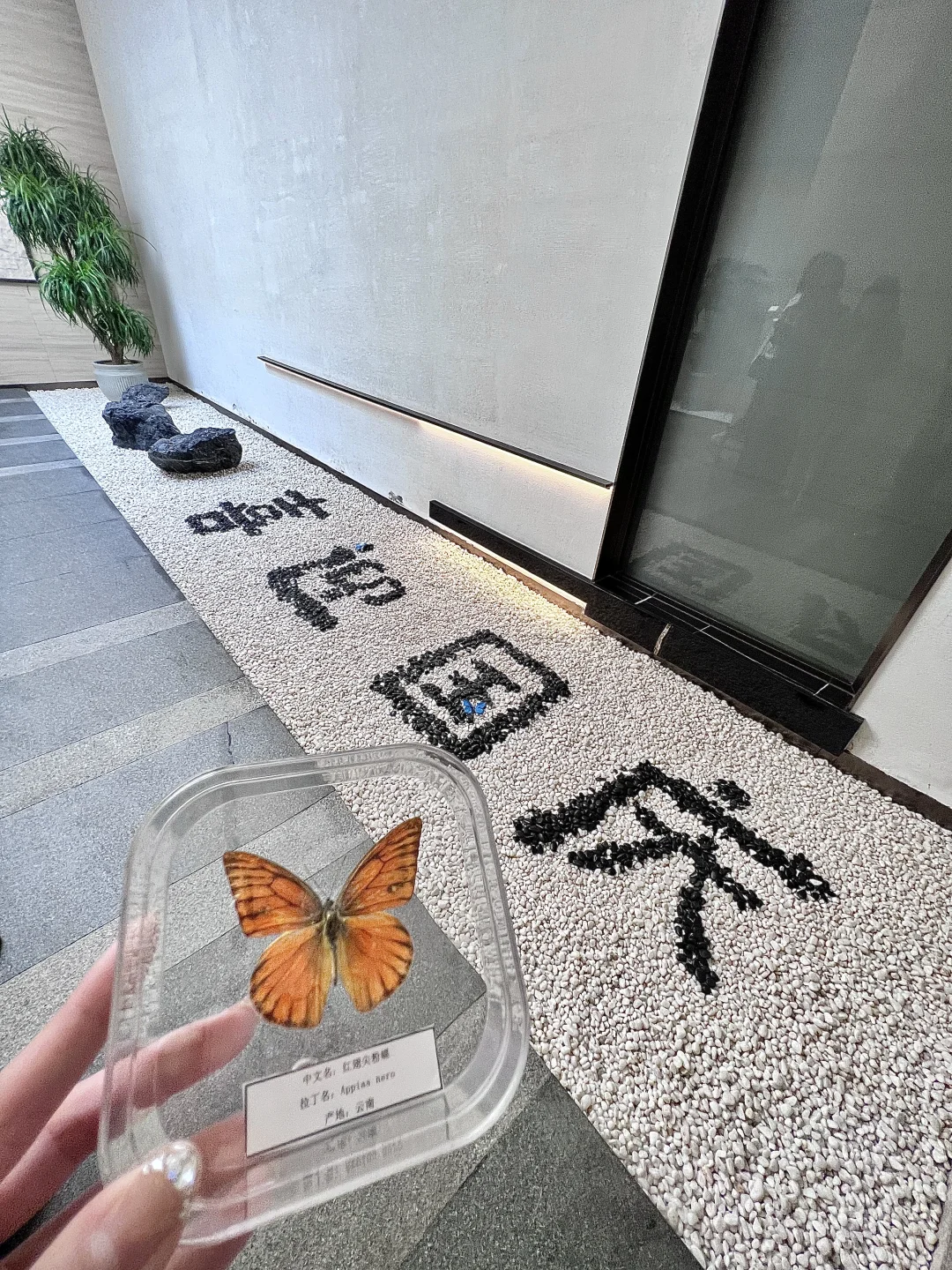 ?邯郸谁还没看这个的蝴蝶展啊！国庆冲??～