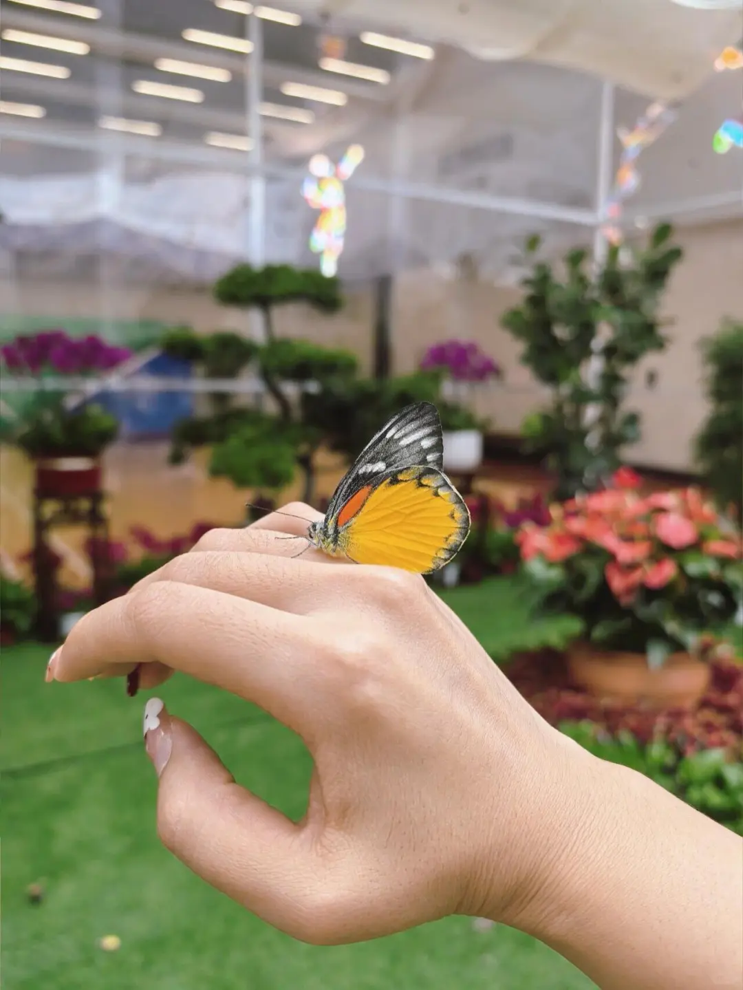 邯郸！拍照超出片！真蝴蝶?花房！