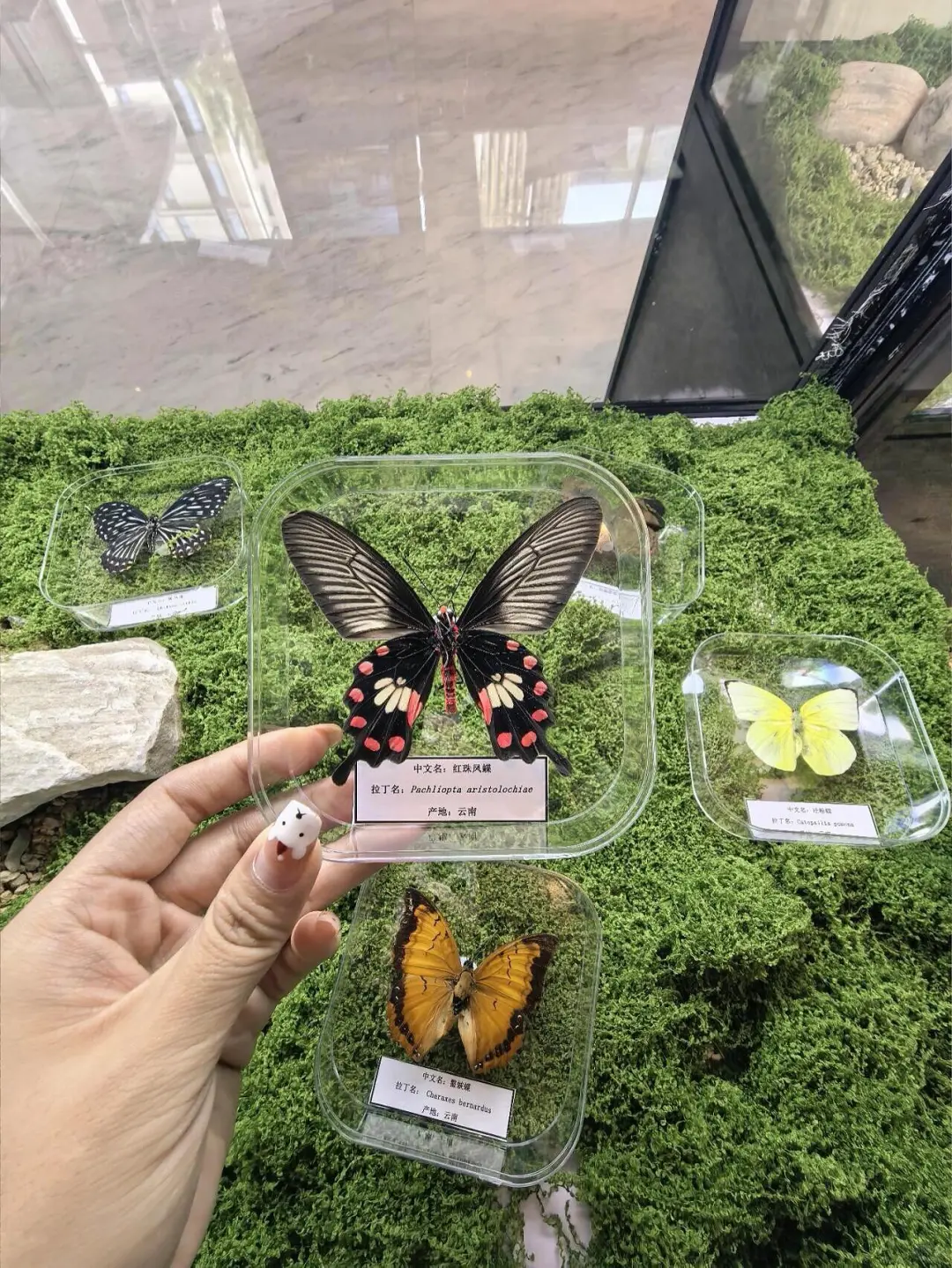 邯郸！拍照超出片！真蝴蝶?花房！