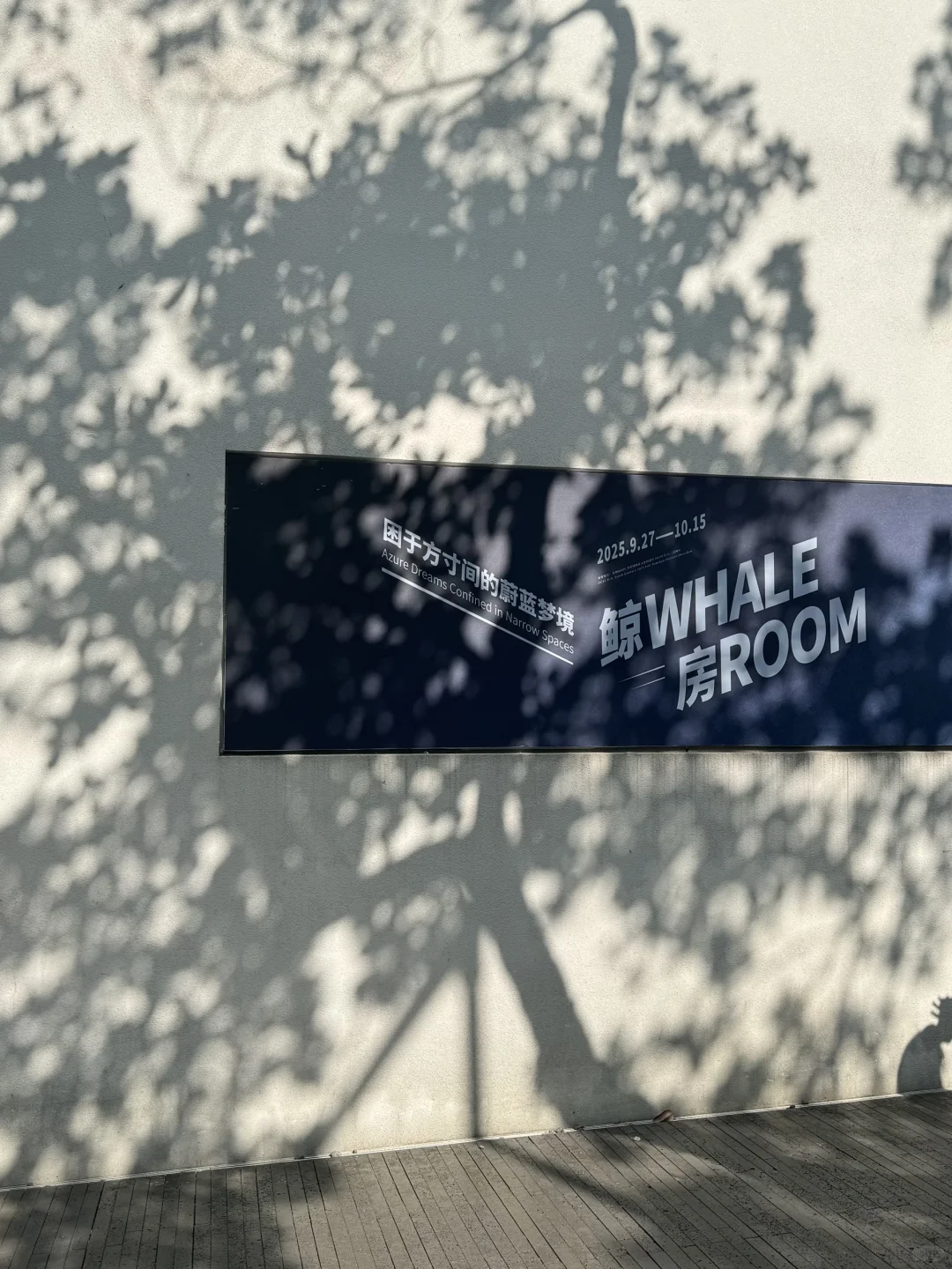 深圳南山公益展｜鲸鱼展会? ꙳⋆?.✰·.