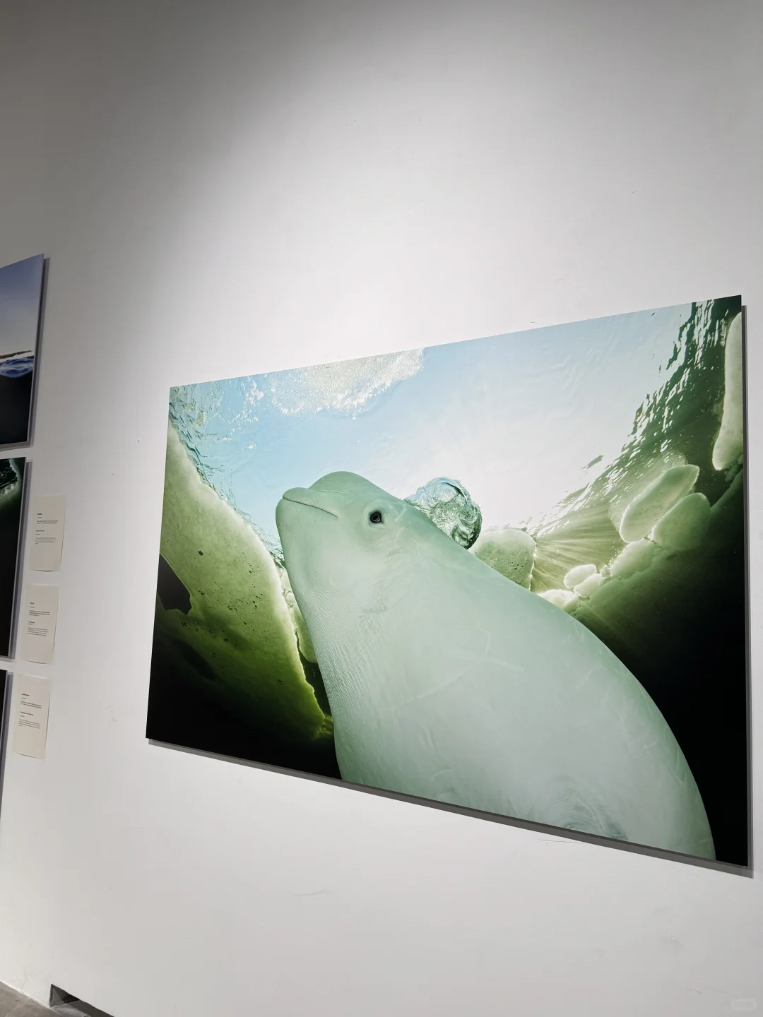 深圳南山公益展｜鲸鱼展会? ꙳⋆?.✰·.