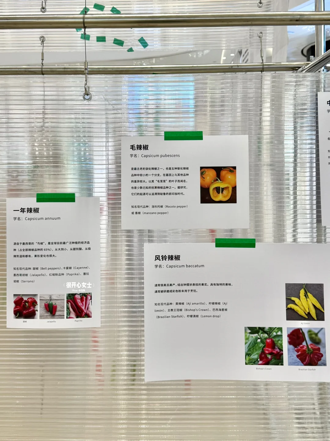 重庆！！新出的辣椒展真的好有趣！！！
