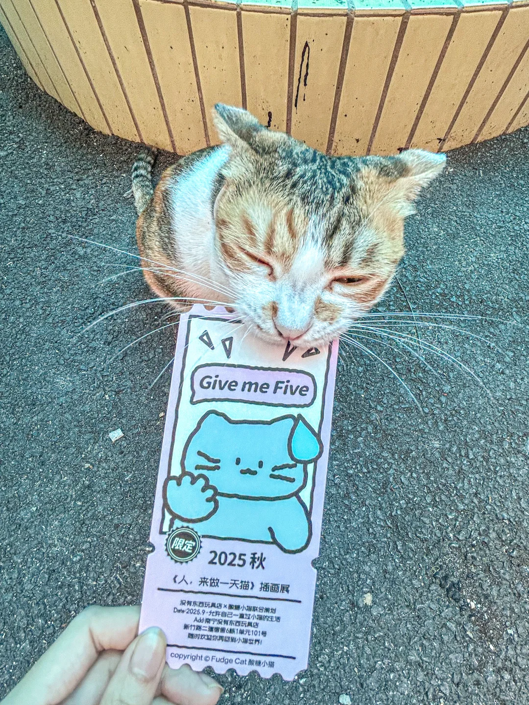 南宁10月限定可爱展！！来了都变成小猫！！！