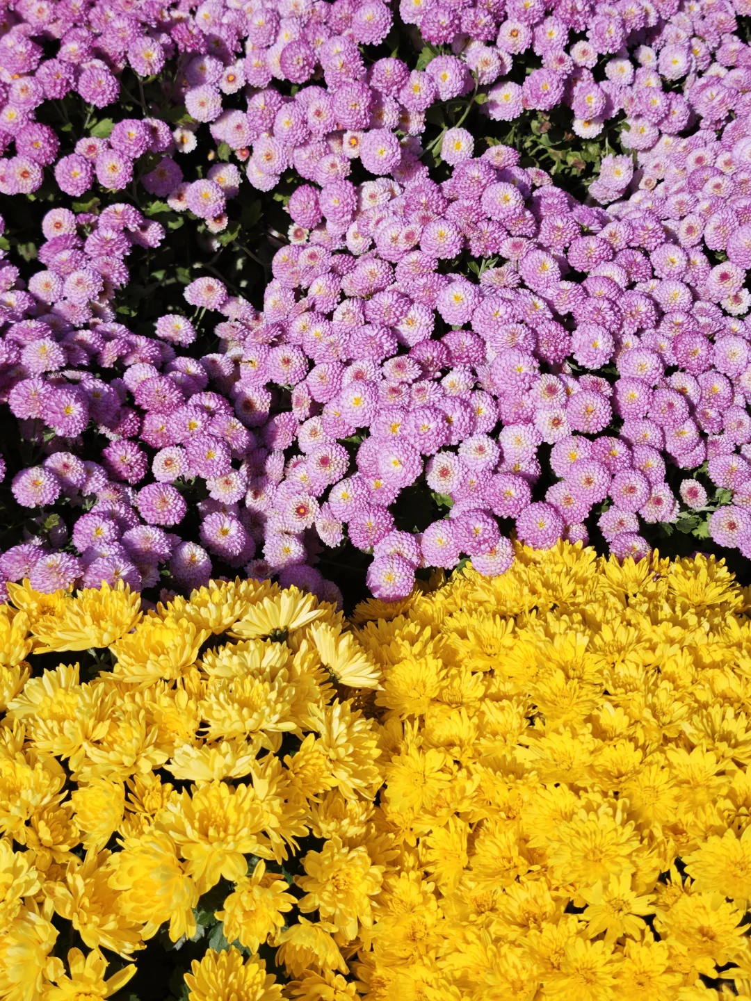 银川花博园，你让我感到陌生